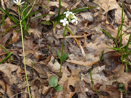 {Cardamine bulbosa}